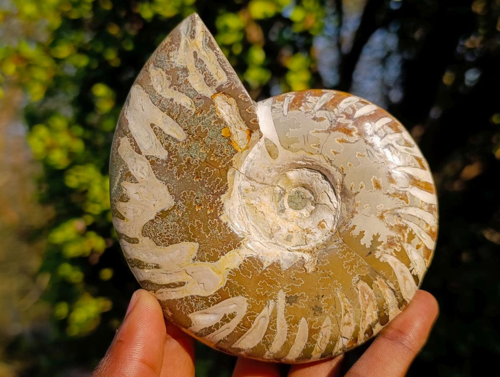 Polished Whole Cleoniceras "Jigsaw" Ammonite Fossils x 2 From Tulear, Madagascar - Toprock Gemstones and Minerals 