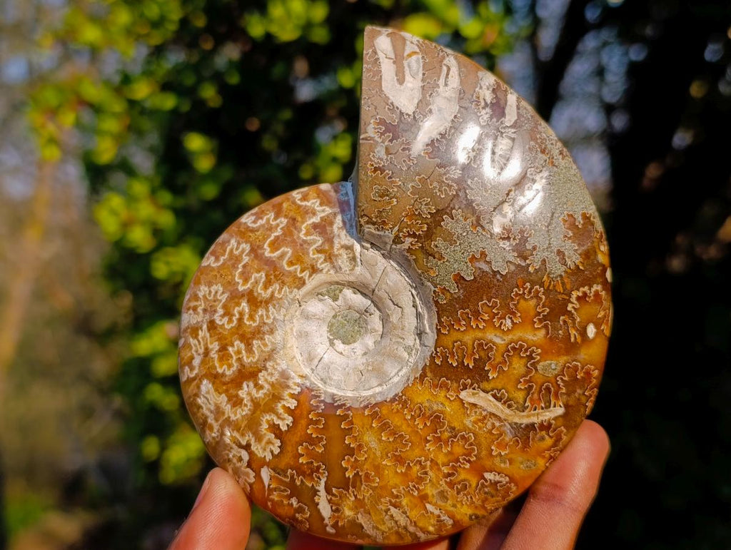 Polished Whole Cleoniceras "Jigsaw" Ammonite Fossils x 2 From Tulear, Madagascar - Toprock Gemstones and Minerals 