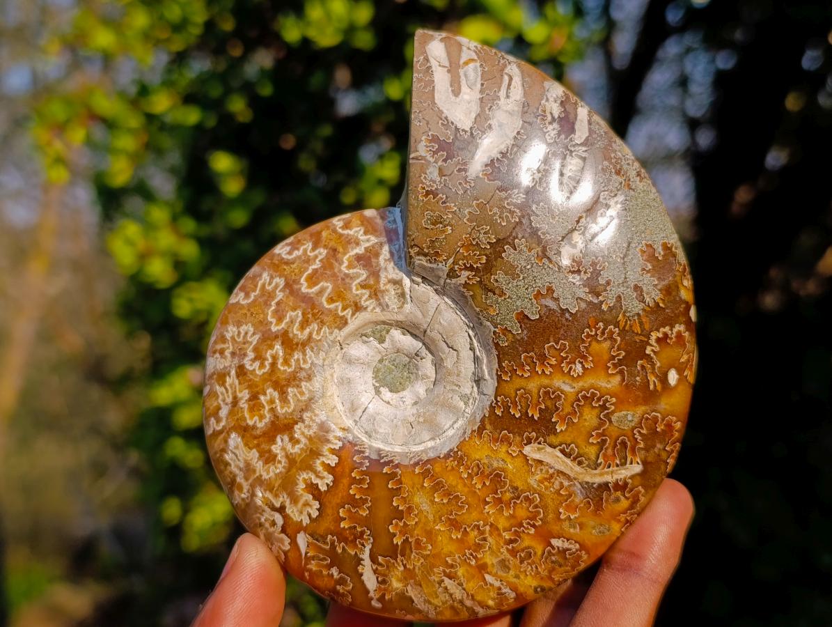 Polished Whole Cleoniceras "Jigsaw" Ammonite Fossils x 2 From Tulear, Madagascar - Toprock Gemstones and Minerals 
