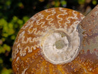 Polished Whole Cleoniceras "Jigsaw" Ammonite Fossils x 2 From Tulear, Madagascar - Toprock Gemstones and Minerals 