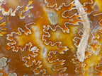 Polished Whole Cleoniceras "Jigsaw" Ammonite Fossils x 2 From Tulear, Madagascar - Toprock Gemstones and Minerals 