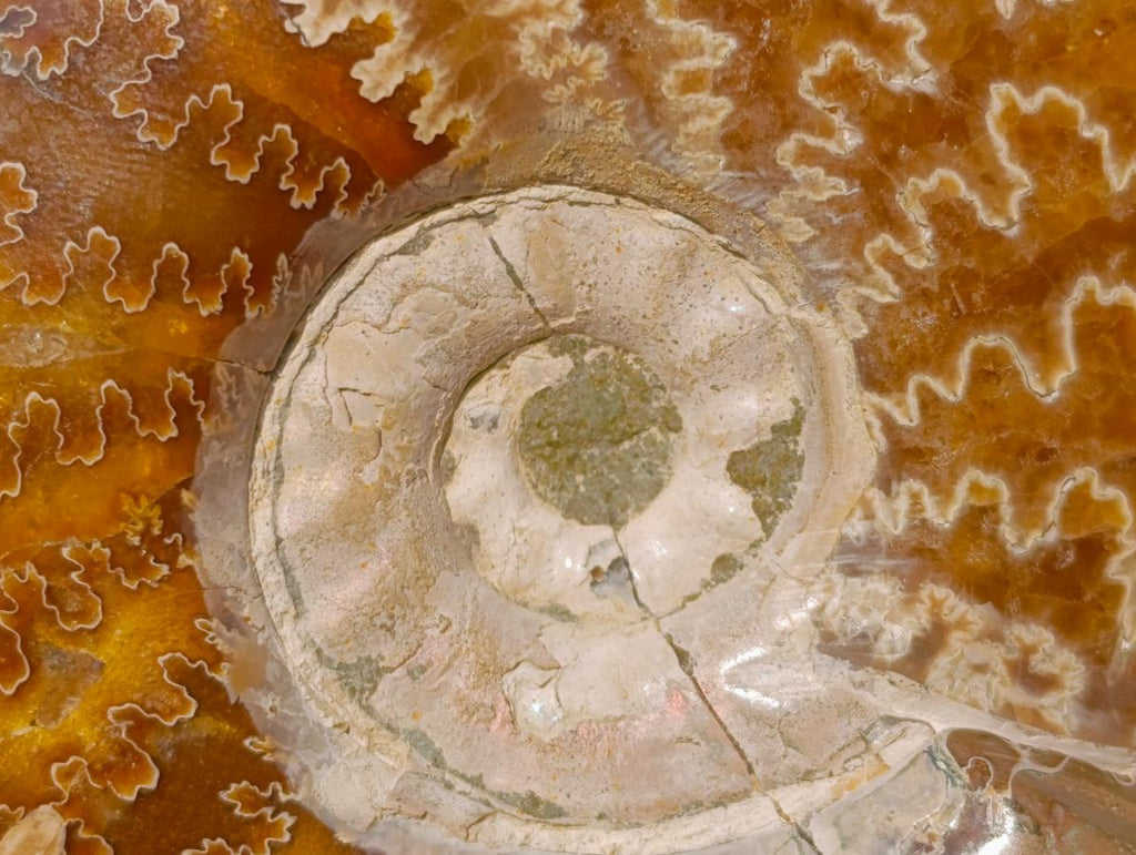 Polished Whole Cleoniceras "Jigsaw" Ammonite Fossils x 2 From Tulear, Madagascar - Toprock Gemstones and Minerals 