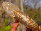 Polished Whole Cleoniceras "Jigsaw" Ammonite Fossils x 2 From Tulear, Madagascar - Toprock Gemstones and Minerals 