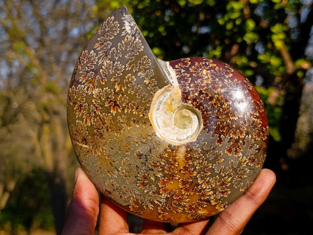 Polished Whole Cleoniceras "Jigsaw" Ammonite Fossils x 2 From Tulear, Madagascar - Toprock Gemstones and Minerals 