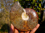 Polished Whole Cleoniceras "Jigsaw" Ammonite Fossils x 2 From Tulear, Madagascar - Toprock Gemstones and Minerals 