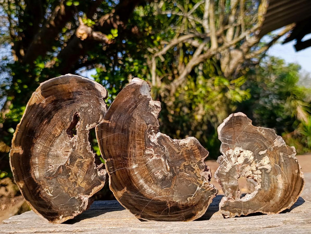 Polished One Side Rich Chocolate Dadoxylon Petrified Wood Slices x 6 From Gokwe, Zimbabwe - Toprock Gemstones and Minerals 