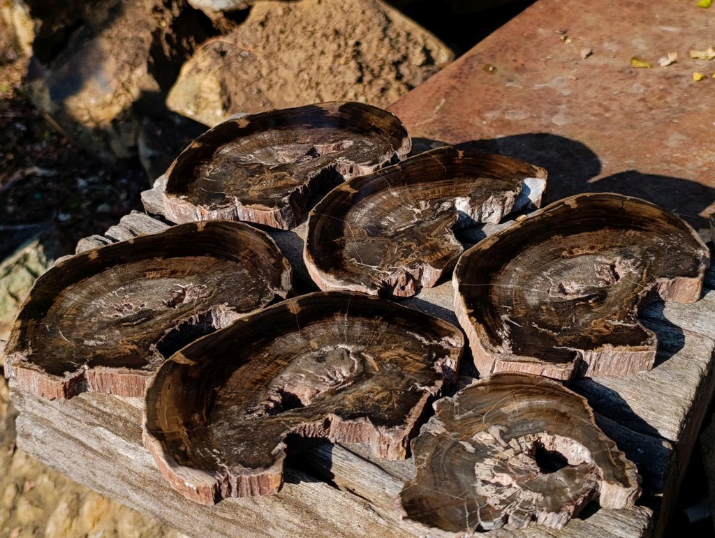 Polished One Side Rich Chocolate Dadoxylon Petrified Wood Slices x 6 From Gokwe, Zimbabwe - Toprock Gemstones and Minerals 