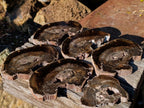 Polished One Side Rich Chocolate Dadoxylon Petrified Wood Slices x 6 From Gokwe, Zimbabwe - Toprock Gemstones and Minerals 