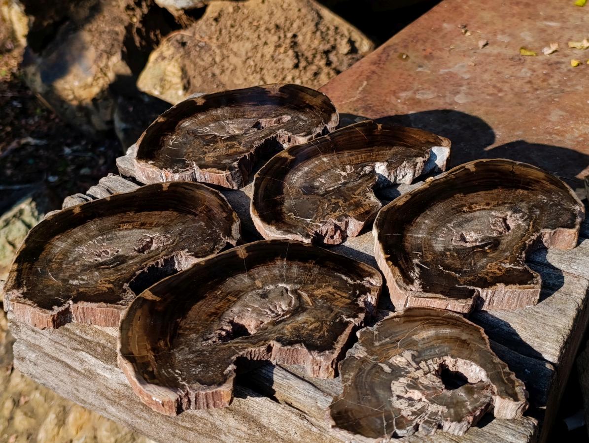 Polished One Side Rich Chocolate Dadoxylon Petrified Wood Slices x 6 From Gokwe, Zimbabwe - Toprock Gemstones and Minerals 