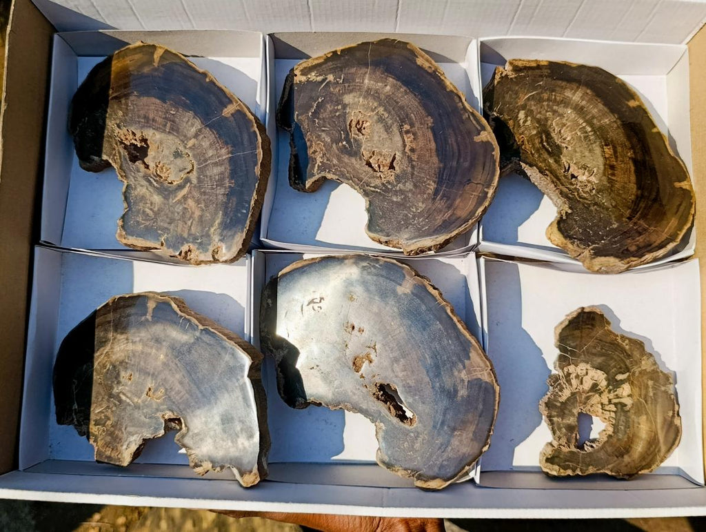 Polished One Side Rich Chocolate Dadoxylon Petrified Wood Slices x 6 From Gokwe, Zimbabwe - Toprock Gemstones and Minerals 