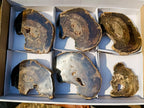 Polished One Side Rich Chocolate Dadoxylon Petrified Wood Slices x 6 From Gokwe, Zimbabwe - Toprock Gemstones and Minerals 