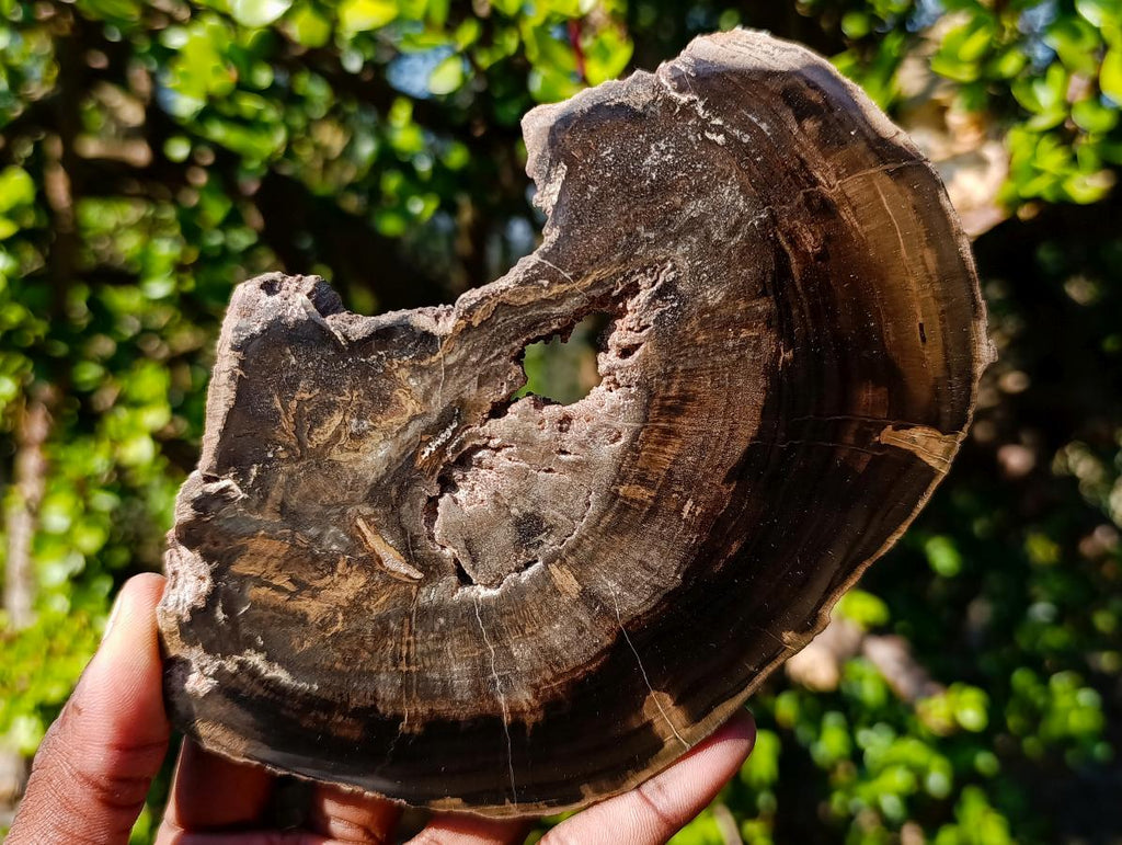Polished One Side Rich Chocolate Dadoxylon Petrified Wood Slices x 6 From Gokwe, Zimbabwe - Toprock Gemstones and Minerals 