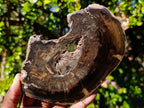 Polished One Side Rich Chocolate Dadoxylon Petrified Wood Slices x 6 From Gokwe, Zimbabwe - Toprock Gemstones and Minerals 