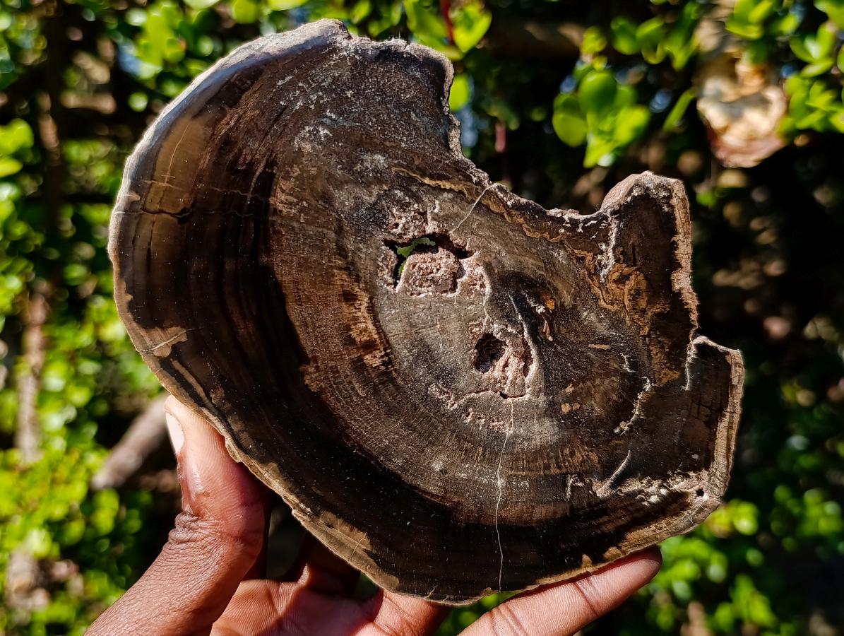 Polished One Side Rich Chocolate Dadoxylon Petrified Wood Slices x 6 From Gokwe, Zimbabwe - Toprock Gemstones and Minerals 