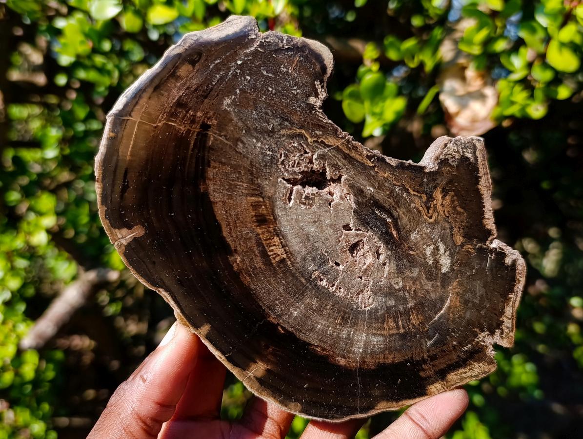 Polished One Side Rich Chocolate Dadoxylon Petrified Wood Slices x 6 From Gokwe, Zimbabwe - Toprock Gemstones and Minerals 