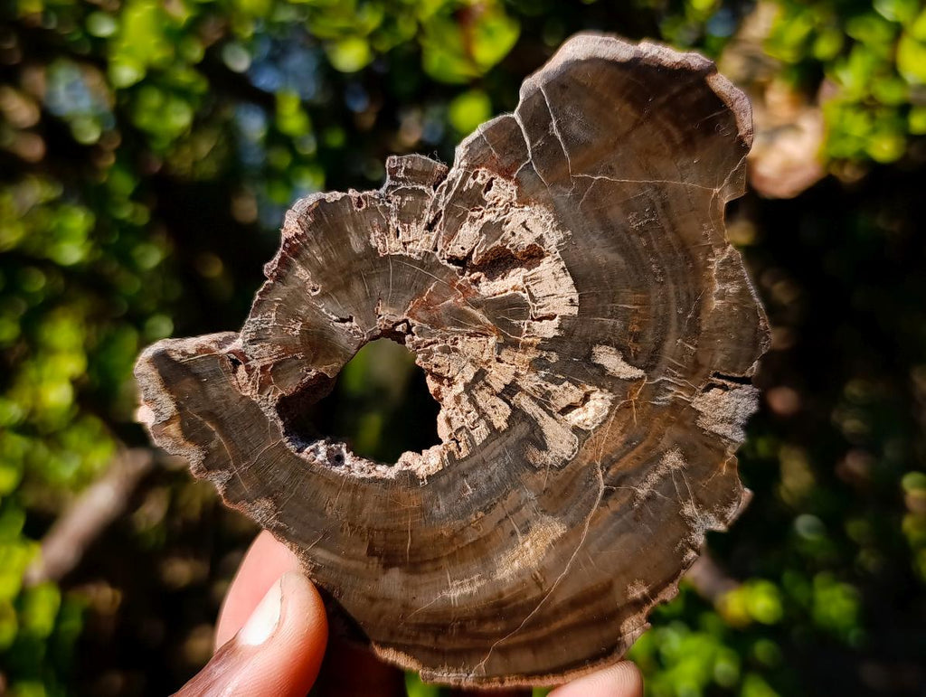 Polished One Side Rich Chocolate Dadoxylon Petrified Wood Slices x 6 From Gokwe, Zimbabwe - Toprock Gemstones and Minerals 