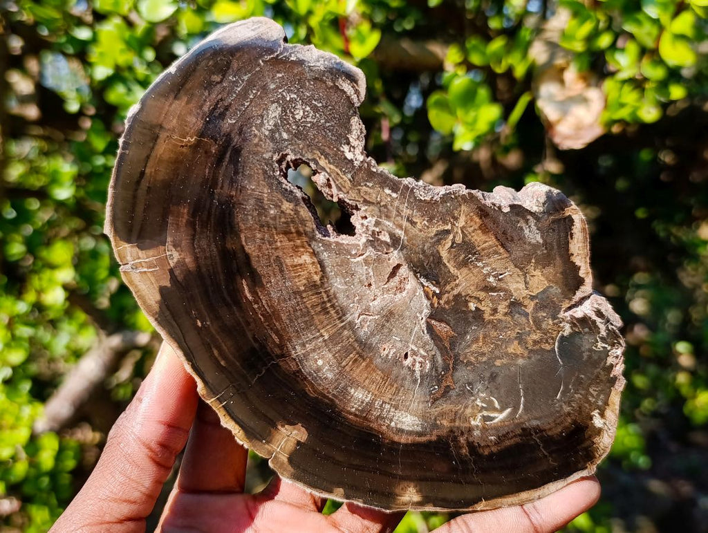 Polished One Side Rich Chocolate Dadoxylon Petrified Wood Slices x 6 From Gokwe, Zimbabwe - Toprock Gemstones and Minerals 