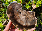 Polished One Side Rich Chocolate Dadoxylon Petrified Wood Slices x 6 From Gokwe, Zimbabwe - Toprock Gemstones and Minerals 