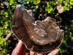 Polished One Side Rich Chocolate Dadoxylon Petrified Wood Slices x 6 From Gokwe, Zimbabwe - Toprock Gemstones and Minerals 