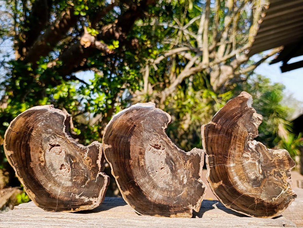 Polished One Side Rich Chocolate Dadoxylon Petrified Wood Slices x 6 From Gokwe, Zimbabwe - Toprock Gemstones and Minerals 