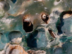 Polished One Side XL Mtorolite Chrysoprase Plates x 2 From Mutorashanga, Zimbabwe - Toprock Gemstones and Minerals 