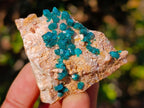 Natural Dioptase on Dolomite Specimens x 6 From Mashamba East Mine, Congo - Toprock Gemstones and Minerals 