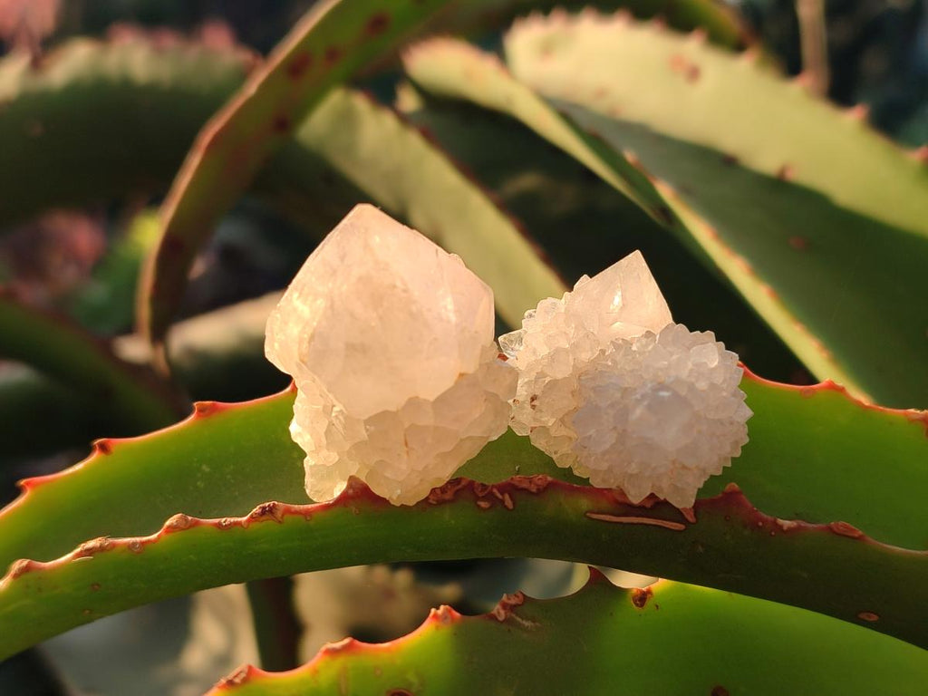Natural White Spirit Quartz Crystal Clusters x 38 From Boekenhouthoek, South Africa - Toprock Gemstones and Minerals 