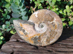 Polished Whole "Jigsaw" Cleoniceras Ammonite Fossils x 2 From Tulear, Madagascar - Toprock Gemstones and Minerals 