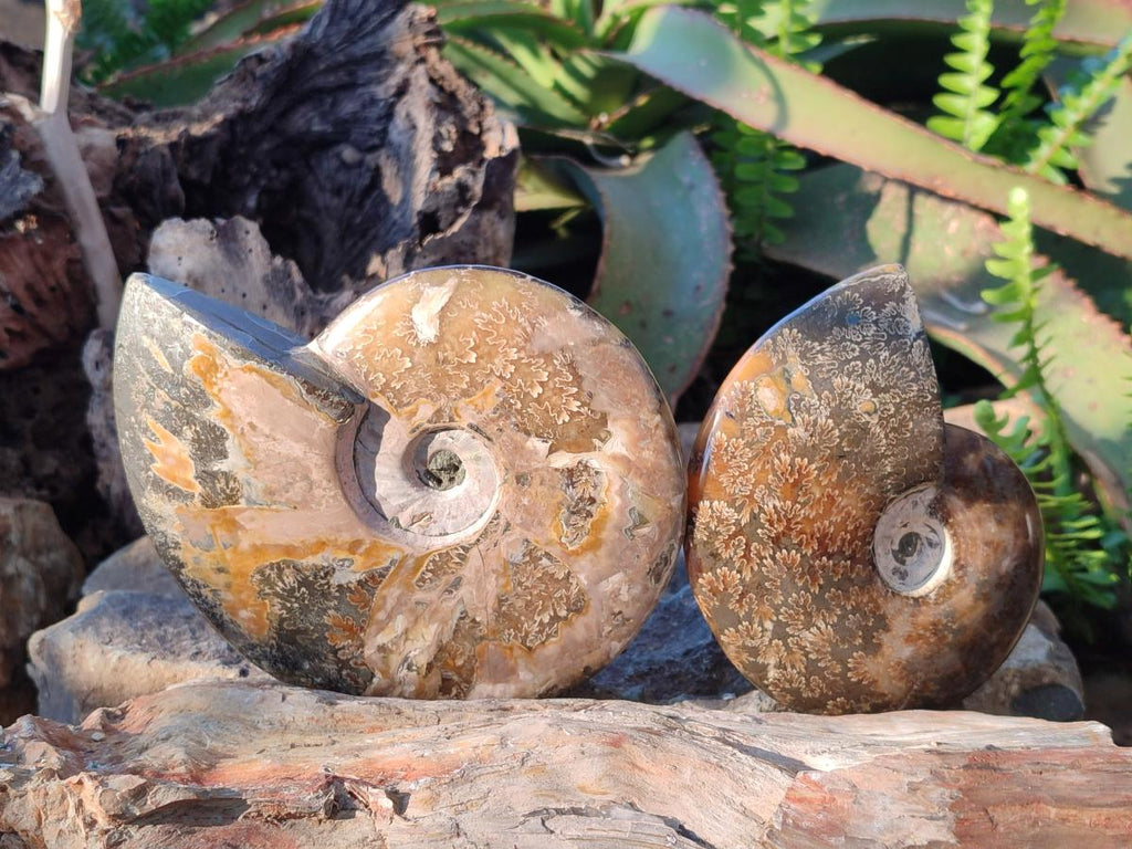 Polished Whole "Jigsaw" Cleoniceras Ammonite Fossils x 2 From Tulear, Madagascar - Toprock Gemstones and Minerals 