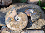 Polished Whole "Jigsaw" Cleoniceras Ammonite Fossils x 2 From Tulear, Madagascar - Toprock Gemstones and Minerals 
