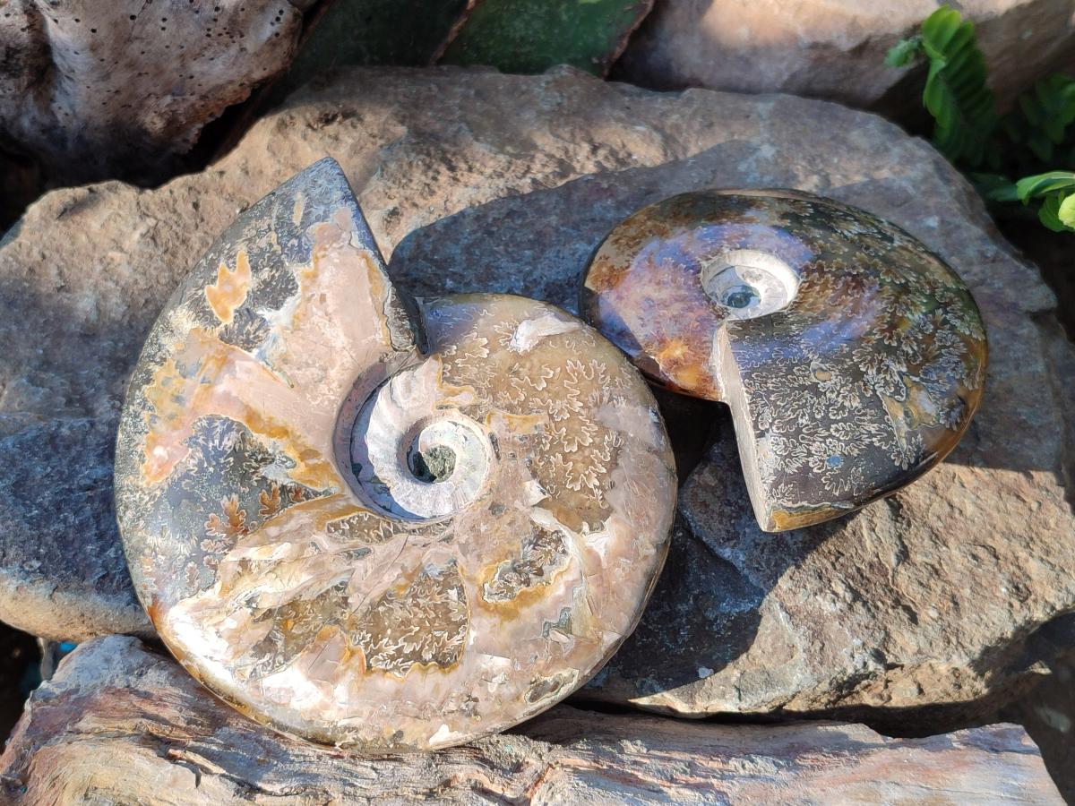 Polished Whole "Jigsaw" Cleoniceras Ammonite Fossils x 2 From Tulear, Madagascar - Toprock Gemstones and Minerals 