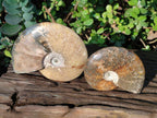 Polished Whole "Jigsaw" Cleoniceras Ammonite Fossils x 2 From Tulear, Madagascar - Toprock Gemstones and Minerals 