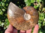 Polished Whole "Jigsaw" Cleoniceras Ammonite Fossils x 2 From Tulear, Madagascar - Toprock Gemstones and Minerals 
