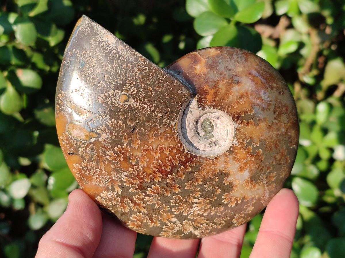 Polished Whole "Jigsaw" Cleoniceras Ammonite Fossils x 2 From Tulear, Madagascar - Toprock Gemstones and Minerals 