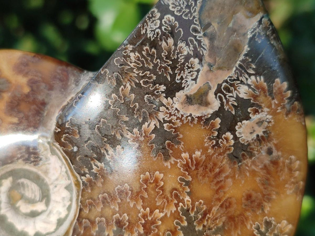 Polished Whole "Jigsaw" Cleoniceras Ammonite Fossils x 2 From Tulear, Madagascar - Toprock Gemstones and Minerals 
