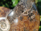 Polished Whole "Jigsaw" Cleoniceras Ammonite Fossils x 2 From Tulear, Madagascar - Toprock Gemstones and Minerals 