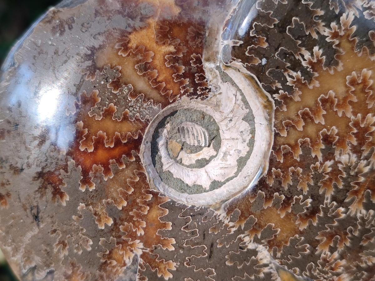 Polished Whole "Jigsaw" Cleoniceras Ammonite Fossils x 2 From Tulear, Madagascar - Toprock Gemstones and Minerals 