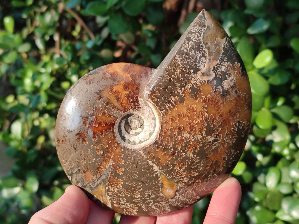Polished Whole "Jigsaw" Cleoniceras Ammonite Fossils x 2 From Tulear, Madagascar - Toprock Gemstones and Minerals 