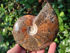 Polished Whole "Jigsaw" Cleoniceras Ammonite Fossils x 2 From Tulear, Madagascar - Toprock Gemstones and Minerals 