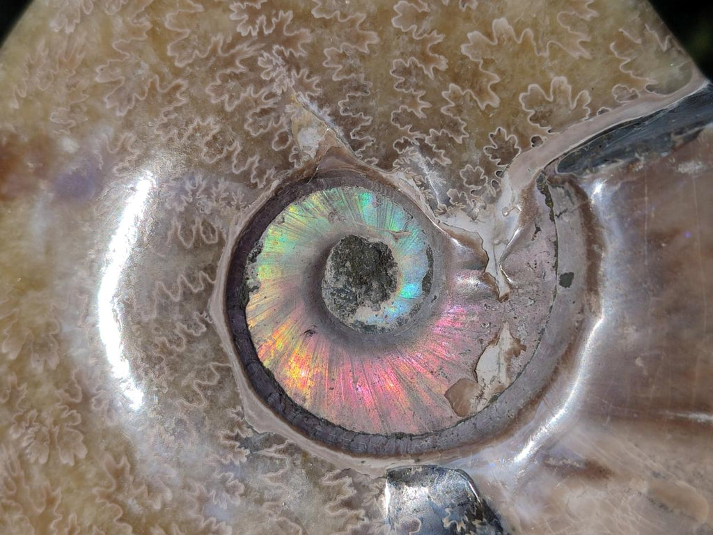 Polished Whole "Jigsaw" Cleoniceras Ammonite Fossils x 2 From Tulear, Madagascar - Toprock Gemstones and Minerals 