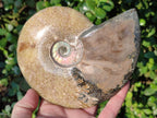 Polished Whole "Jigsaw" Cleoniceras Ammonite Fossils x 2 From Tulear, Madagascar - Toprock Gemstones and Minerals 