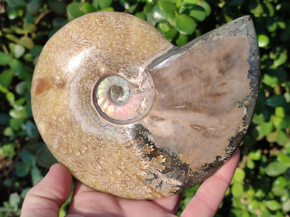 Polished Whole "Jigsaw" Cleoniceras Ammonite Fossils x 2 From Tulear, Madagascar - Toprock Gemstones and Minerals 