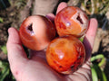 Polished and Natural Small Carnelian Agate Gemstone Spheres x 12 From Madagascar - Toprock Gemstones and Minerals 