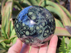Polished Stromatolite "Kambamba Jasper" Spheres x 2 From Katsepy, Madagascar - Toprock Gemstones and Minerals 
