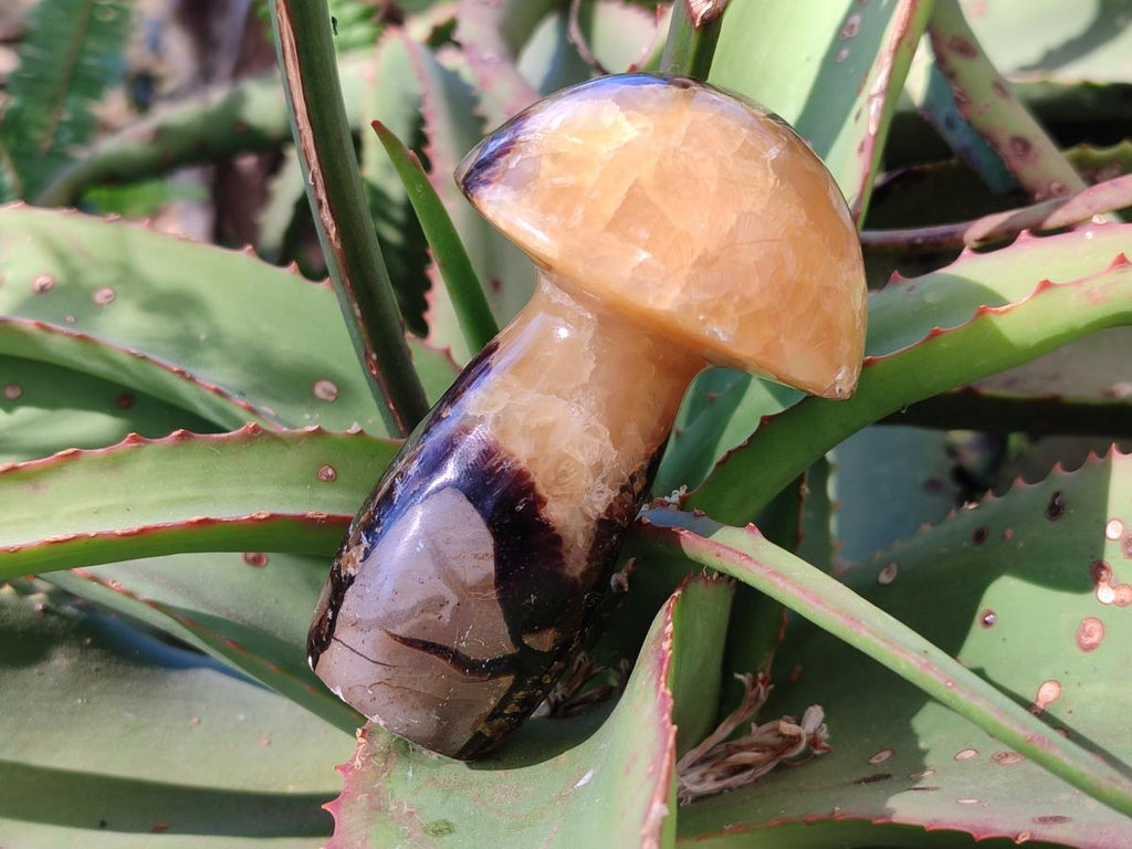 Polished Septerye Mushrooms x 7 From Mahajanga, Madagascar - Toprock Gemstones and Minerals 