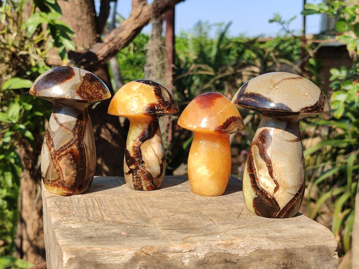 Polished Septerye Mushrooms x 7 From Mahajanga, Madagascar - Toprock Gemstones and Minerals 