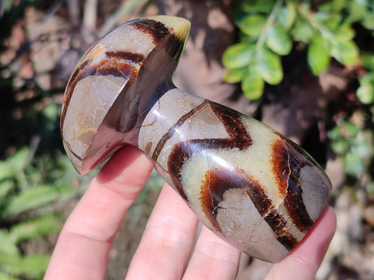 Polished Septerye Mushrooms x 7 From Mahajanga, Madagascar - Toprock Gemstones and Minerals 