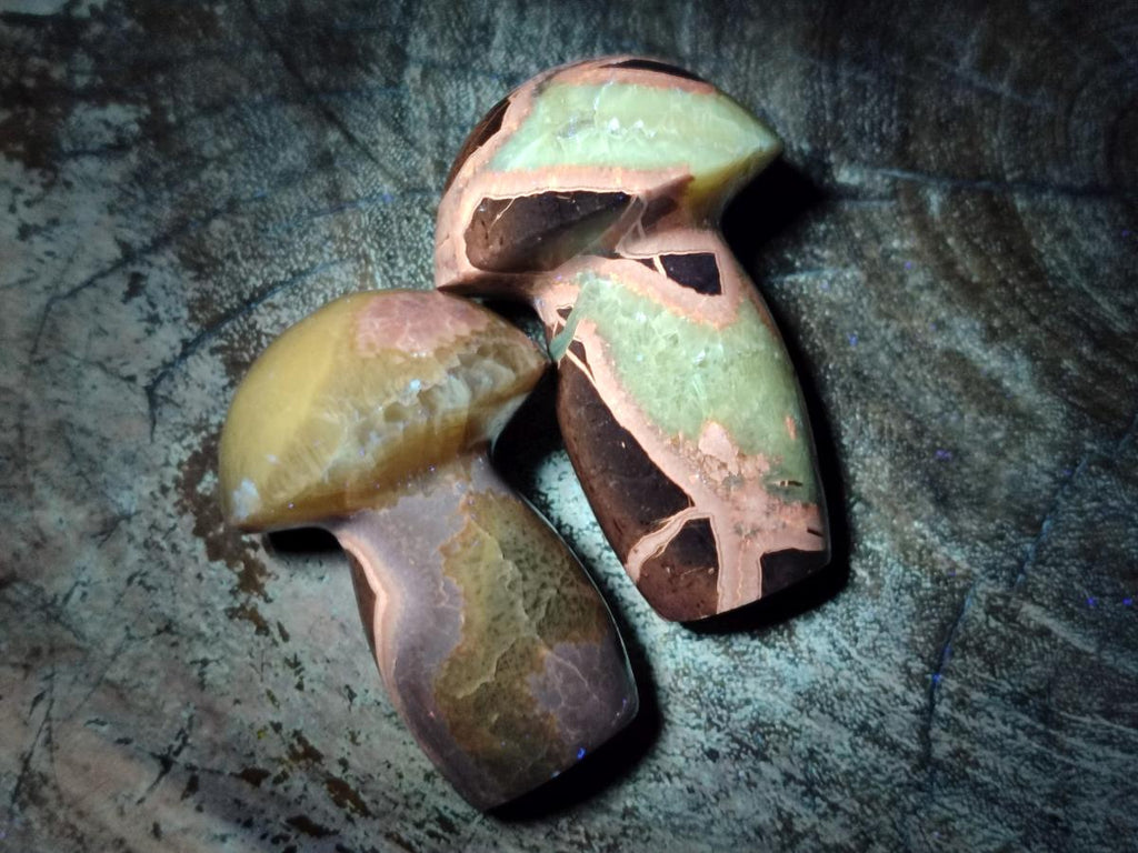 Polished Septerye Mushrooms x 7 From Mahajanga, Madagascar - Toprock Gemstones and Minerals 