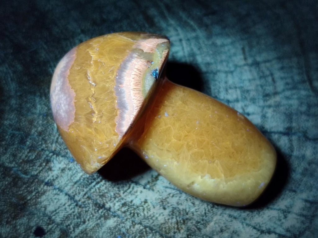 Polished Septerye Mushrooms x 7 From Mahajanga, Madagascar - Toprock Gemstones and Minerals 