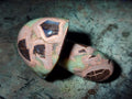Polished Septerye Mushrooms x 7 From Mahajanga, Madagascar - Toprock Gemstones and Minerals 